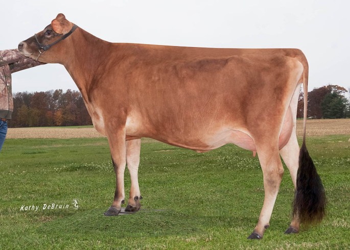 ORTHRIDGE VALENTINO VANNA, VG-84%  Sells as Lot 26 and is the dam of Lot 3 (a homozygous polled November heifer