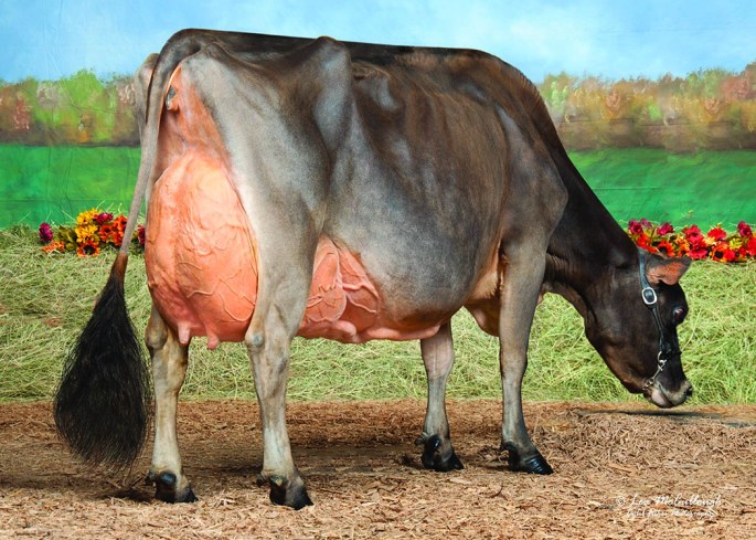 Forever Hopeful Tanya, E-95% - Selling embryos from Bridon Comerica-ET. "Tayna" was Reserve All American Lifetime Cheese Cow and Best Udder in the 2013 All American Cheese Class, plus many other accolades! 