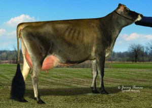 BILLINGS MINISTER MARTINA, VG-88% - Top selling lot (Lot 1) at the Northeast Jersey Classic & Breeders Sale