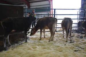 Young open heifers, to take home and develop for your herd, can be viewed by clicking on this picture...