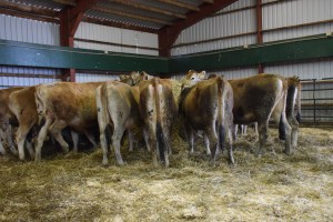 Visuals on the 1st Trimester and "exposed" heifers available by clicking on this picture...