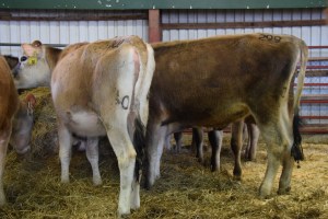 Older Open Heifers - Ready to breed - can be viewed by clicking on this picture...