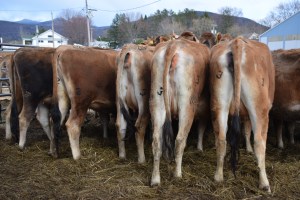 More visuals on the 2nd & 3rd Trimester heifers can be found by clicking on this picture...