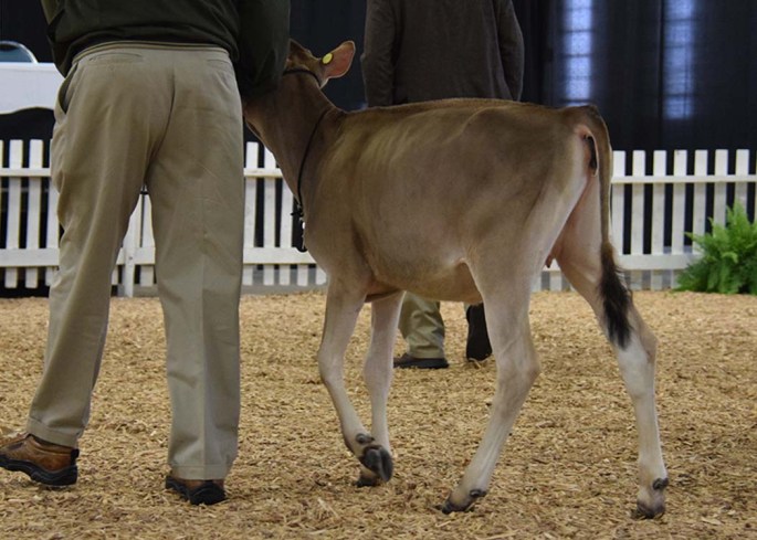 Intermediate Calf Class Winner - Lot 1