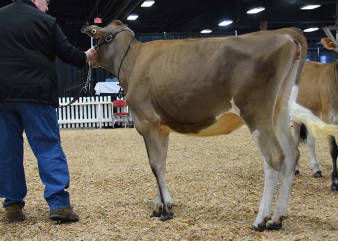 Lot 11 - Winner of Summer Yearling Class