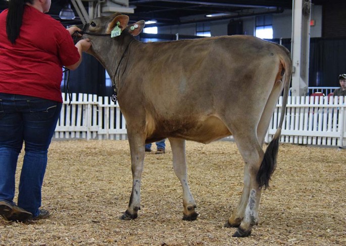 Lot 15 - Winner of the Junior Yearling Class
