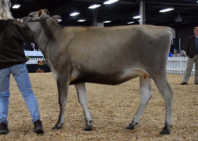 Lot 19 - Winner of the Intermediate Yearling class 