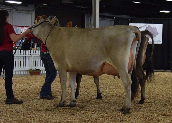 Lot 30 - Winner of the Milking Jr. 2 year old class
