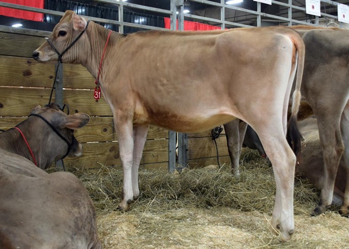 LOT 31 - GR FRANKENBERG NATHAN PRO MARIBELLE-P