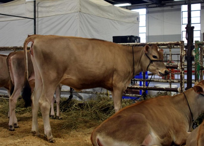 Lot 3 won the Senior Calf Class