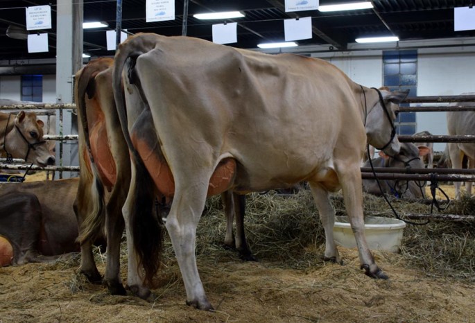 Lot 43 - Winner of the Jr. 3-year-old class