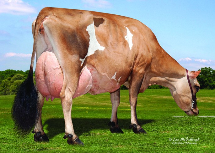 Heartland Nathan Texas-ET, E-95% 3rd Dam of Lot 1