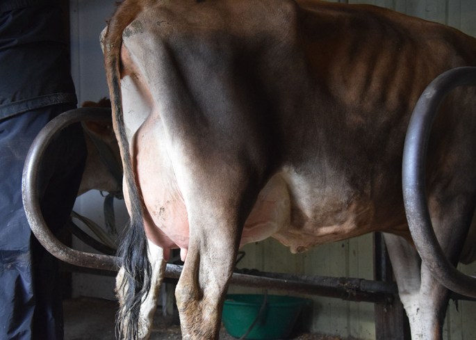 LOT 11 - HEI-BRI TOPEKA BABY4 - Fresh 4/15/15