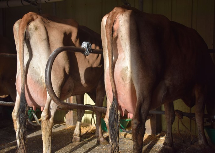 LOT 36 (l) - HEI-BRI DELEGATE BARB - Fresh 3/15/15 and Bred 5/11/2015 to 7JE1226 | LOT 3 (r) - HEI-BRI RILEY CAYENNE - Fresh 3/18/2015