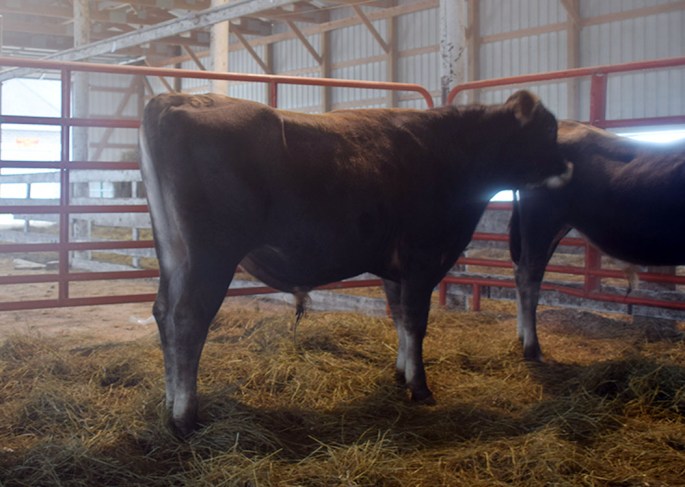 LOT 69 - HEI-BRI GALVANIZE CHEVY - Born 3/12/14 - GJPI 149, GJPI -3.0