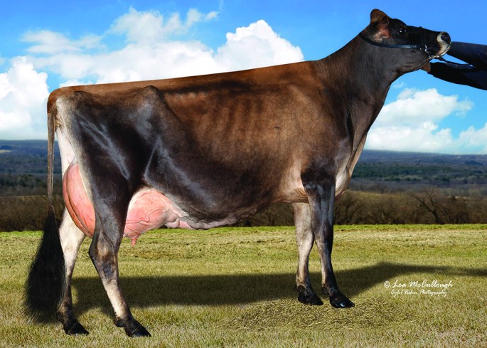 OAKFIELD TBONE VIVIANNE, E-93% - Dam of LOT 100 - 5 #1 (IVF Reverse Sorted Female) Embryos sired by River Valley CeCe Chrome-ET, 7JE5004