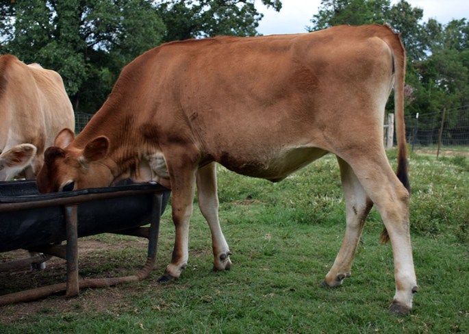 LOTS 6- 7 - 8 Mid July - September 2014 heifers from Butter Patch Jerseys, SC Click on Picture for video of all three heifers