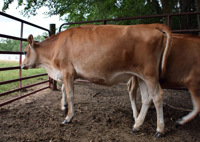 LOTS 9 - 10 - 11 - 12 September - November 2014 heifers from Butter Patch Jerseys, SC Click on picture for video of these 4 heifers