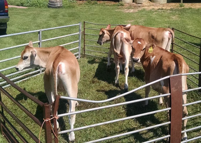 LOT 5 - GROUP OF 4 LATE MARCH / APRIL 2015 CALVES Consigned by Philip Bauer, OH