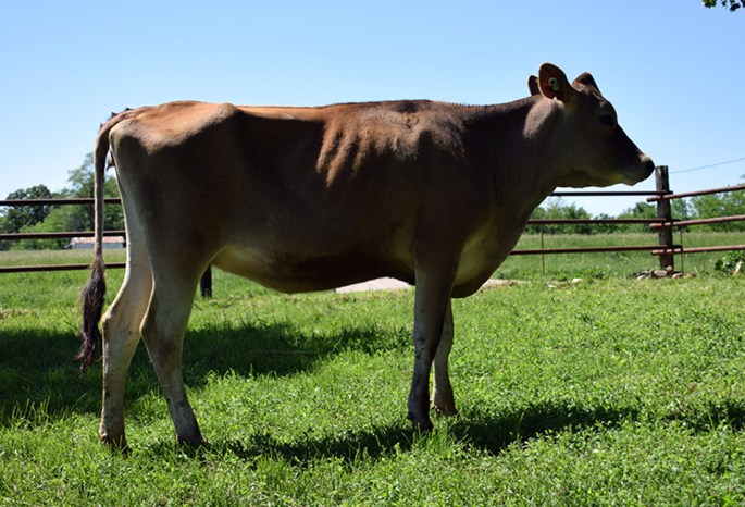 LOT 4 - FREEMANS GOLDA SHARON{4} Click on picture for video Born 4/10/2014 | GJPI 130  Consigned by Dements Jerseys, IL