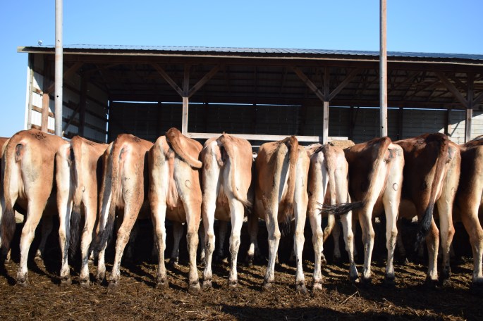 Open, Exposed, and 1st Trimester Heifers at the Mid-Atlantic Fall Jersey Classic Sale. Click on picture to see the VIDEO!