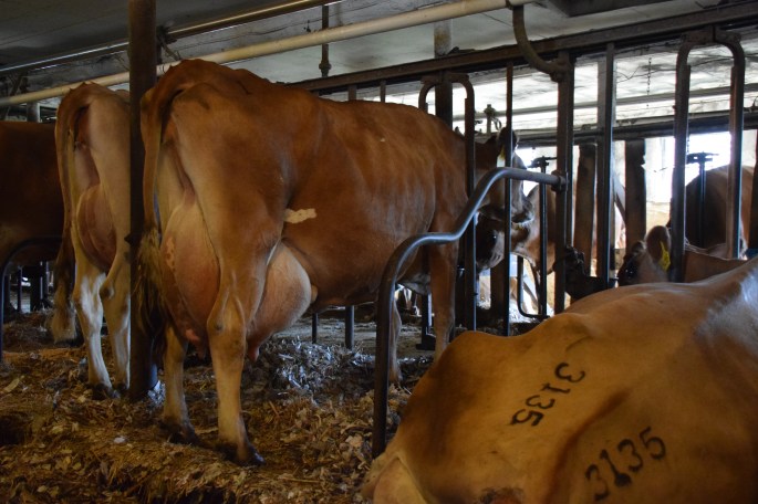 Lot 1 - Circle S Abe Key Largo-P - a cow with great influence in the Hillview herd. She is the dam of Lot 2 - Hillview Headline Keylime-P