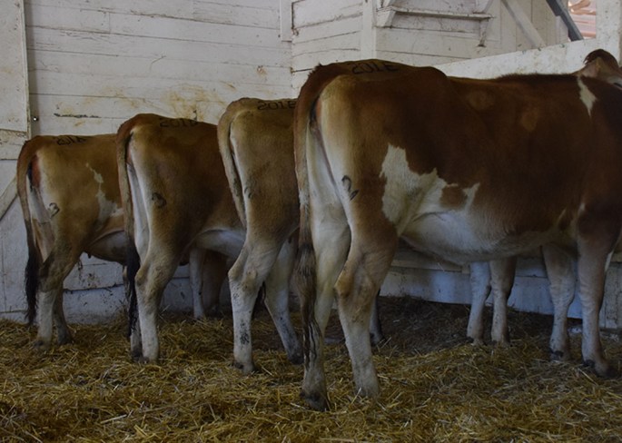 Click on this picture for the video of Group Lots 200 and 201