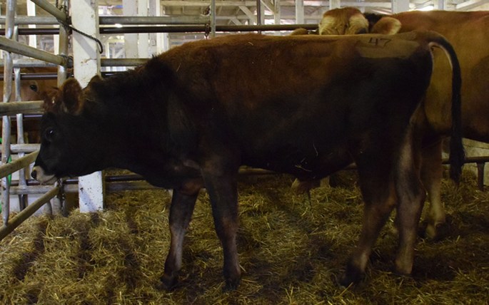 Lot 47 - Bull