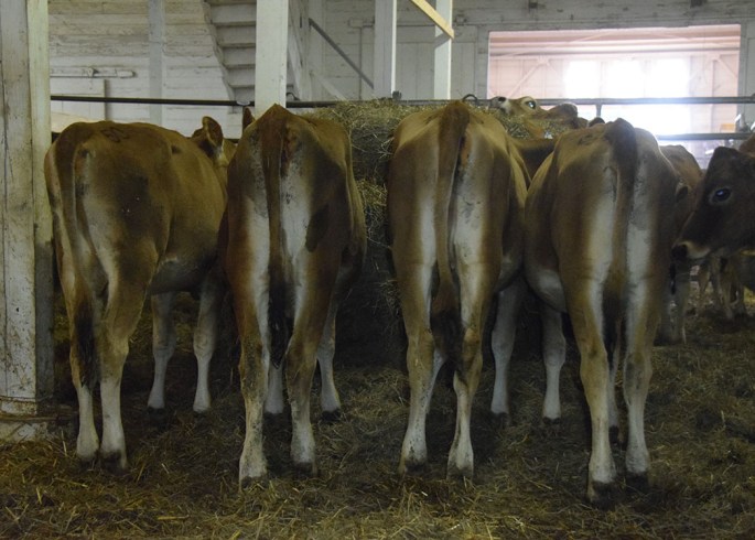 Click on this picture for the video of the young heifers, including the current youngest member of the group, Lot 115 - a September 2015 calf