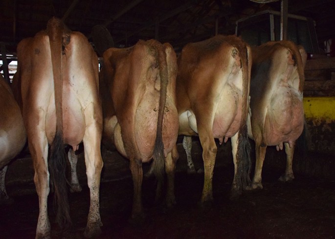 The Cantendo Acres - Grazeland Jerseys Milking herd dispersal is SATURDAY, DECEMBER 5, 2015 - 11:00 A.M. at the farm in Creston, Ohio. 