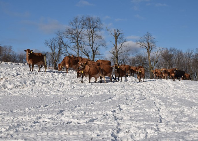 Cows on the Snow