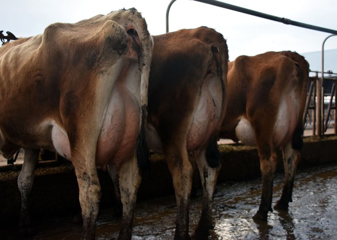 LOT 100 - 21 head of 1st Lactation cows from Ahlem Farms Partnership. (click on picture for video)