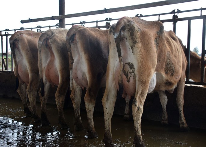 LOT 200 - 21 head of 1st Lactation cows from Wickstrom Bros. (click on picture for video)