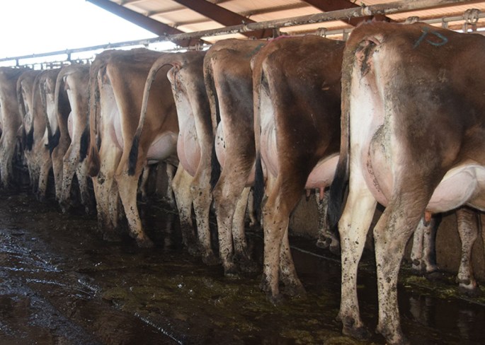 LOT 300 - 52 head of 1st Lactation cows from Wickstrom Jersey Farm, Inc.. (click on picture for video)