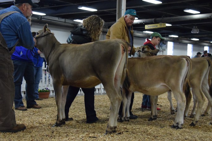 LOT 5 - KY-BLUE GEEANNA was the winning Intermediate Calf