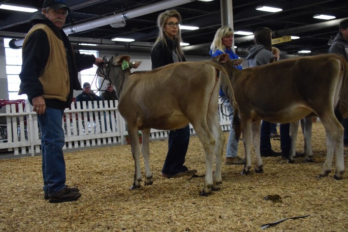LOT 11 - DEMENTS APPLEJACK CHEERIO was the winning Senior calf
