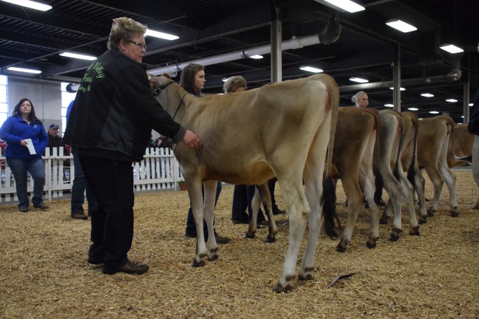 The winning Junior Yearling was LOT 17 - DKG GUNMAN GAIL