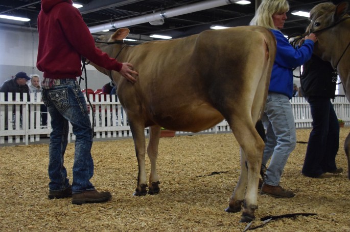 The winning Intermediate Yearling was LOT 21 - HARMONY CORNERS FANNY JO