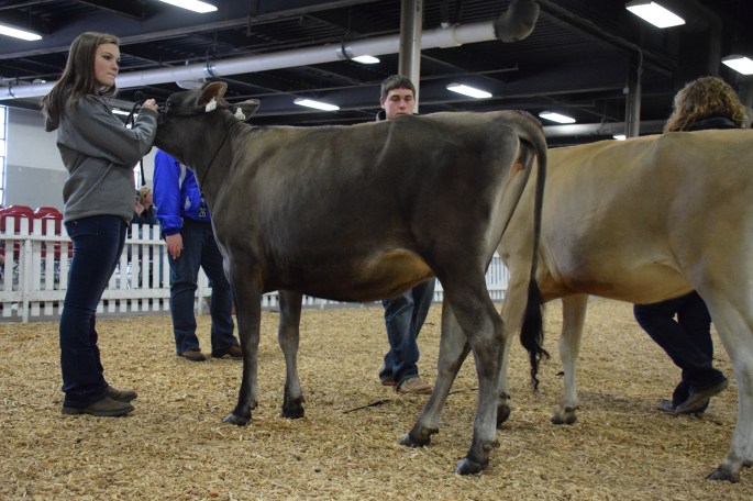 LOT 26 - BRIDON CHILI EXTRA was the class winner in the Senior Yearling class
