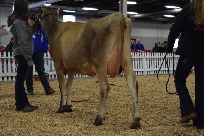 The 1st place position in the Jr 2-year-old class was LOT 30 GRAMMER HG MESSI