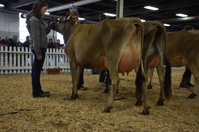 LOT 42 - BRIDON CALCIUM TALIA was the 1st place Sr. 2-year-old