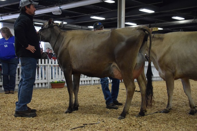 LOT 53 - ELLIES ACTION RESPONSE was the class winner in the Jr. 3-year-old class