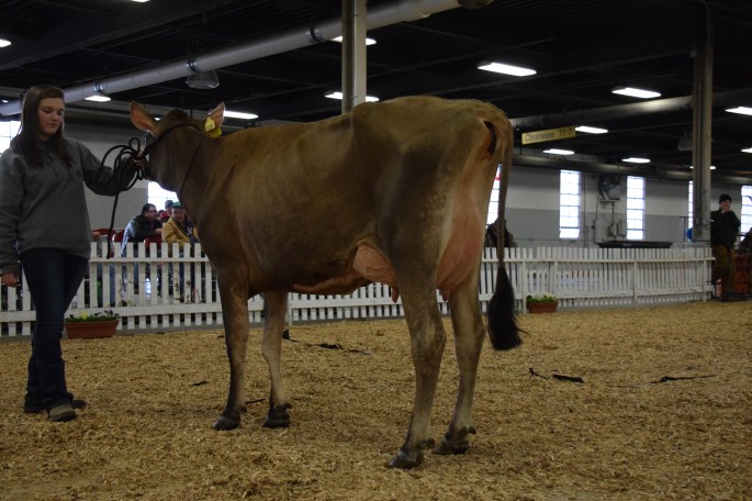 LOT 54 - SUPREME-VIEW TEQUILA GOST was the winner in the Sr. 3-year-old class