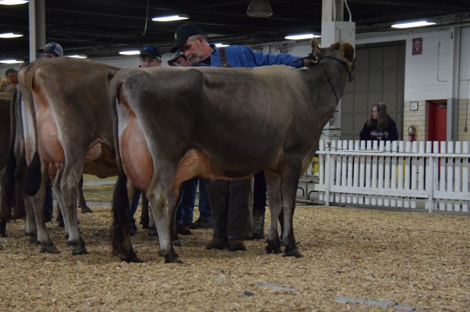 Winning the 5-year-old class was LOT 57 - KY-BLUE GEORGIANS GIFT-ET