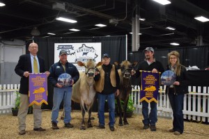 GRAND CHAMPION was Lot 53 - Ellies Action Response (right) and RESERVE GRAND CHAMPION was Lot 52 - Piedmont Headline Nicole (2nd Jr. 3 in class, left)