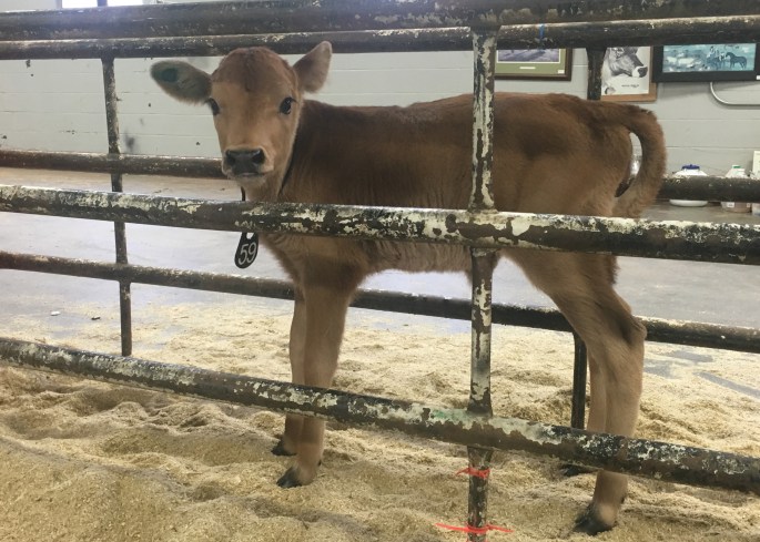 As the only entry in the Junior Calf class, Lot 59 is the winning entry!