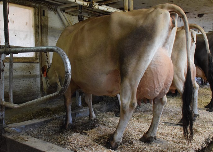 Lot 562 was second high selling cow of the dispersal, going to Pa., for $6400. Sam, Angela and George Colpetzer now own this matriarch show cow