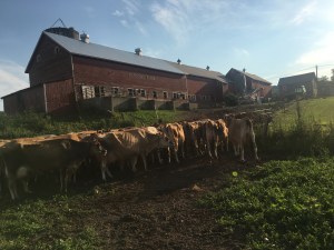 CLICK ON PICTURE FOR VIDEO OF MILK COWS COMING IN FROM PASTURE