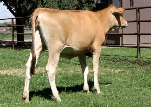 CLICK HERE for the previous blog post containing pictures of the consignments in this year's National Heifer Sale