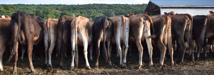 Click on Picture for Catalog website